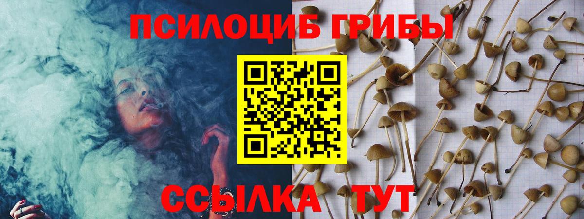 Псилоцибиновые грибы Psilocybine cubensis Новороссийск